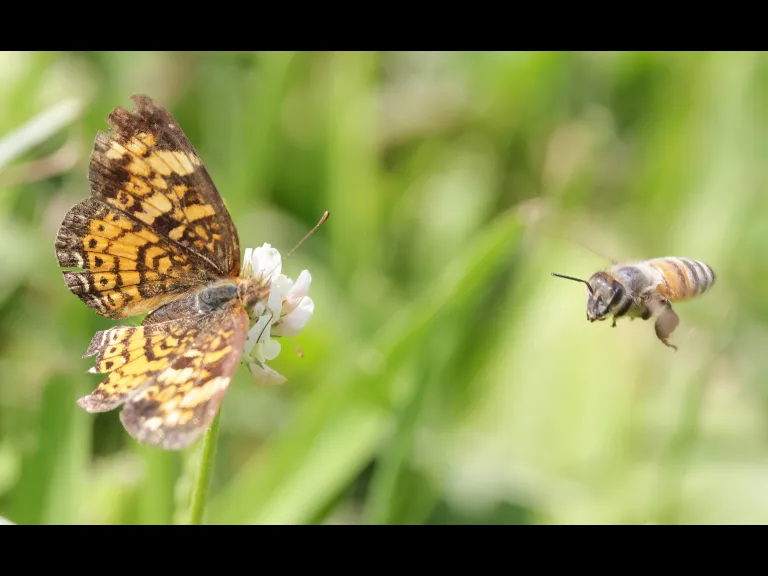 A pearl crescent butterfly and a honey bee at Grist Mill Pond in Sudbury, photographed by Steve Forman.