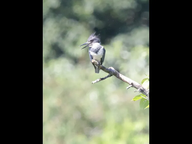 A belted kingfisher at Bruce's Pond in Hudson, photographed by Steve Forman.