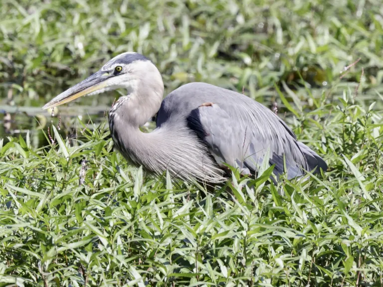 A great blue heron at Bruce's Pond in Hudson, photographed by Steve Forman.