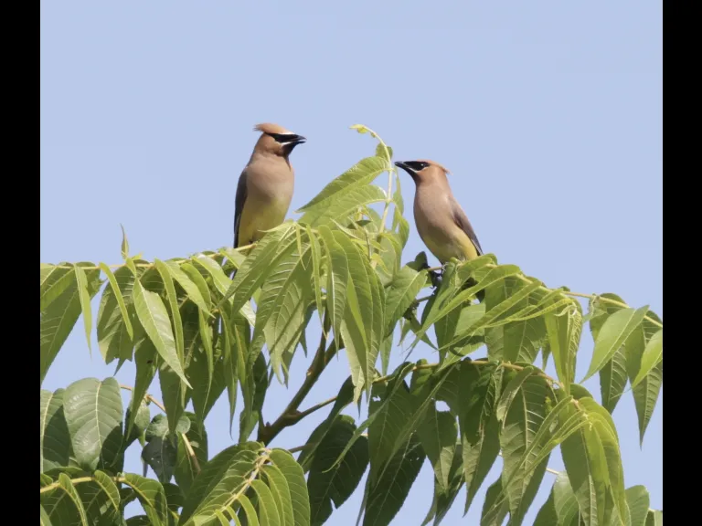 Cedar waxwings at Breakneck Hill Conservation Land in Southborough, photographed by Steve Forman.