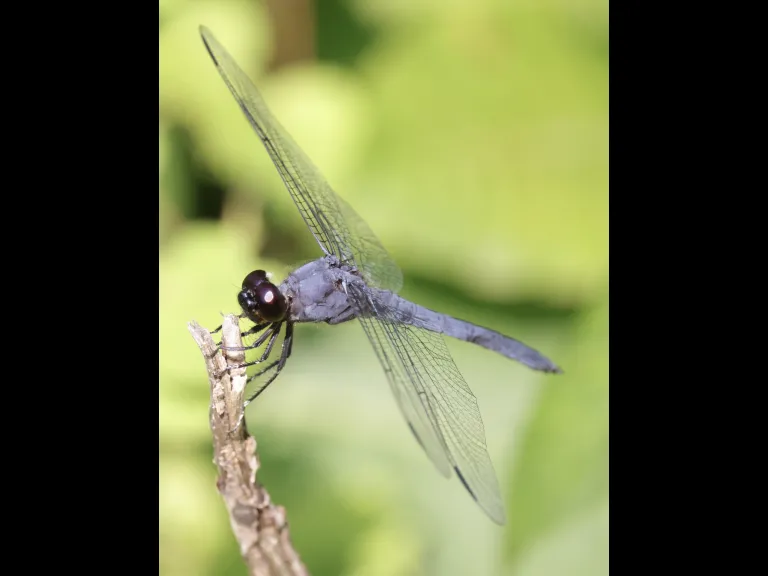 A slaty skimmer at Grist Mill Pond in Sudbury, photographed by Steve Forman.