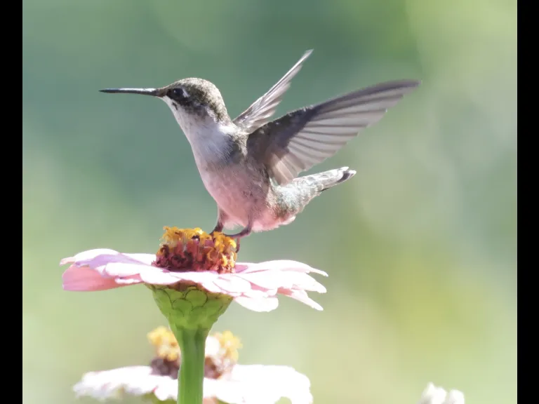A ruby-throated hummingbird at Breakneck Hill Conservation Land in Southborough, photographed by Steve Forman.