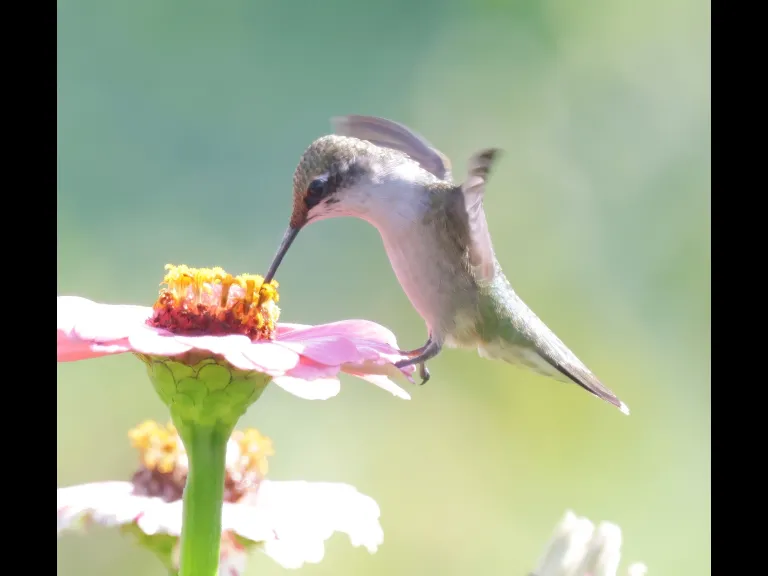 A ruby-throated hummingbird at Breakneck Hill Conservation Land in Southborough, photographed by Steve Forman.
