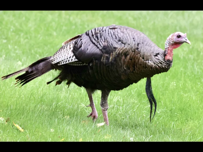 A turkey in Framingham, photographed by Steve Forman.
