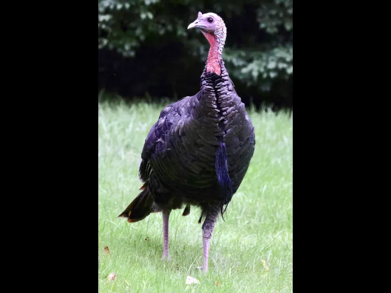 A turkey in Framingham, photographed by Steve Forman.