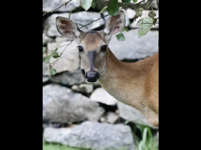 A white-tailed deer in Framingham, photographed by Steve Forman.