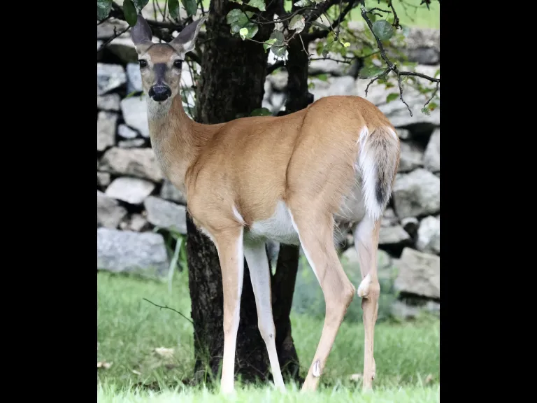 A white-tailed deer in Framingham, photographed by Steve Forman.
