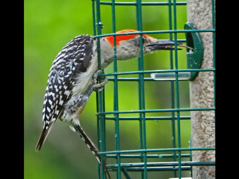 A red-bellied woodpecker in Framingham, photographed by Joan Chasan.