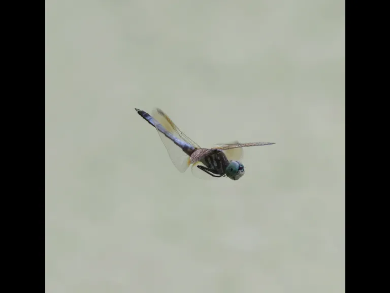 A blue dasher at Grist Mill Pond in Sudbury, photographed by Steve Forman.