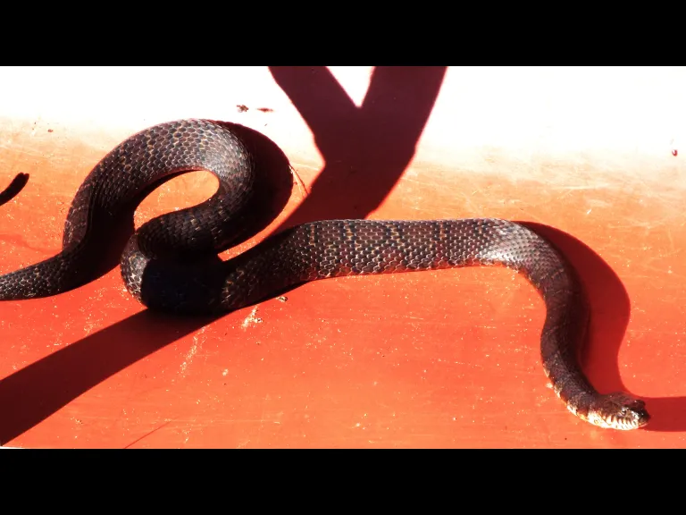 A northern water snake in an overturned canoe in Harvard, photographed by Fred Silverstein.