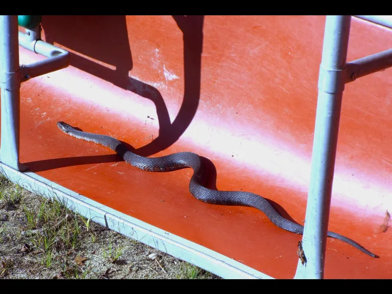 A northern water snake in an overturned canoe in Harvard, photographed by Fred Silverstein.