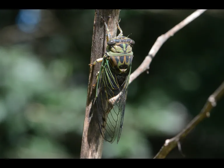 A dog-day cicada in Natick, photographed by Greg Dysart.