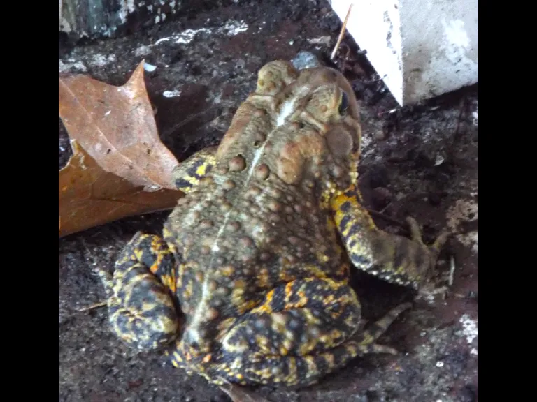 An American toad in Harvard, photographed by Robin Right.