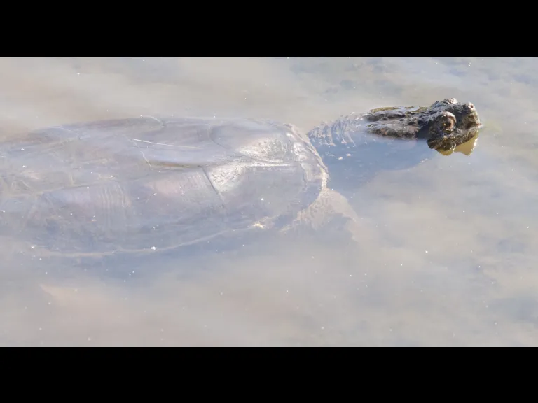 A snapping turtle at Hager Pond in Marlborough, photographed by Steve Forman.