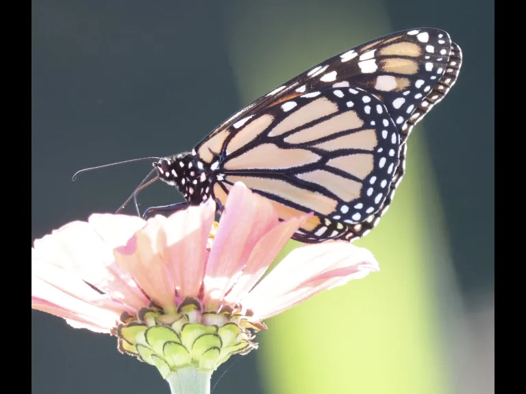 A monarch butterfly at Breakneck Hill Conservation Land in Southborough, photographed by Steve Forman.
