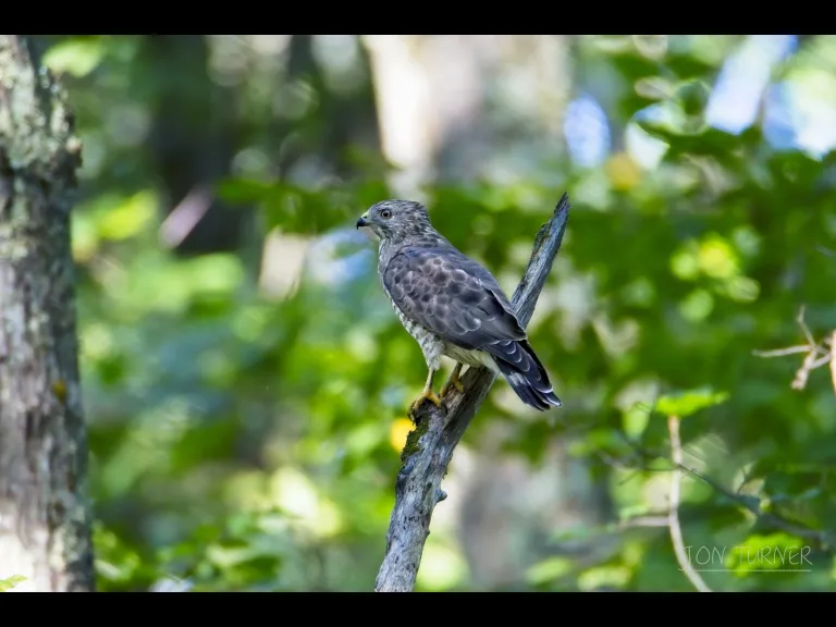 A broad-winged hawk in Harvard, photographed by Jon Turner.
