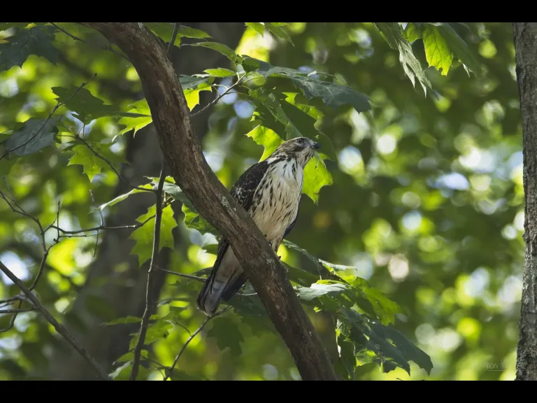 A red-tailed hawk in Boxborough, photographed by Jon Turner.