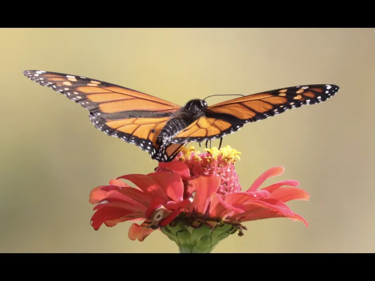 A monarch butterfly at Breakneck Hill Conservation Land in Southborough, photographed by Steve Forman. A monarch butterfly at Breakneck Hill Conservation Land in Southborough, photographed by Steve Forman.