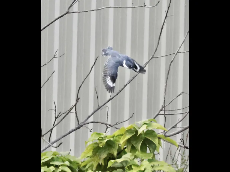 A belted kingfisher at Bruce's Pond in Hudson, photographed by Steve Forman.