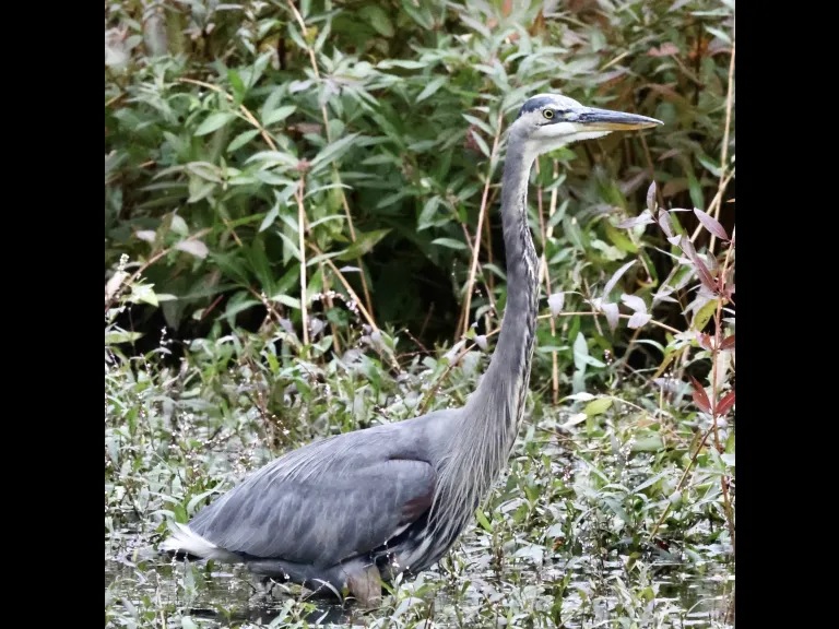 A great blue heron at Bruce's Pond in Hudson, photographed by Steve Forman.