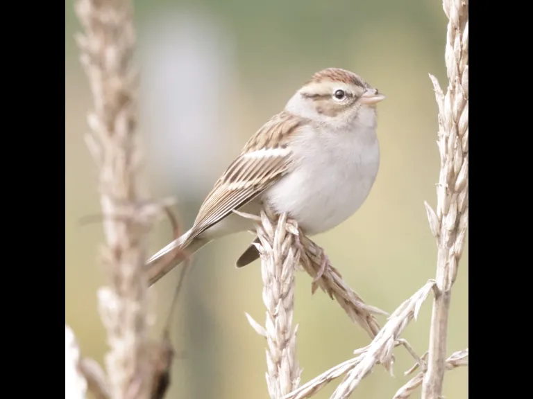 A chipping sparrow at Breakneck Hill Conservation Land in Southborough, photographed by Steve Forman. A chipping sparrow at Breakneck Hill Conservation Land in Southborough, photographed by Steve Forman.