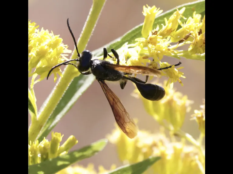 A grass-carrying wasp at Breakneck Hill Conservation Land in Southborough, photographed by Steve Forman. A grass-carrying wasp at Breakneck Hill Conservation Land in Southborough, photographed by Steve Forman.