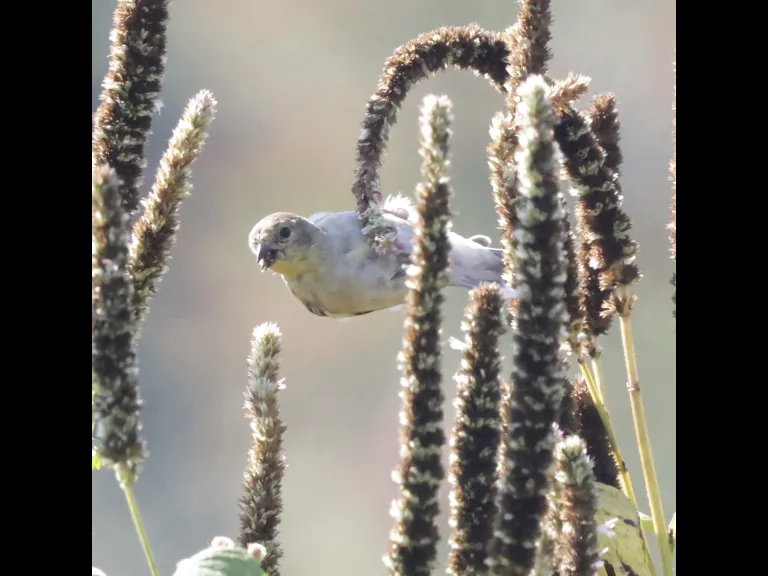 An American goldfinch at Breakneck Hill Conservation Land in Southborough, photographed by Steve Forman. An American goldfinch at Breakneck Hill Conservation Land in Southborough, photographed by Steve Forman.