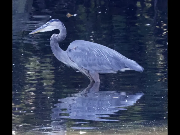 A great blue heron at Hager Pond in Marlborough, photographed by Steve Forman.