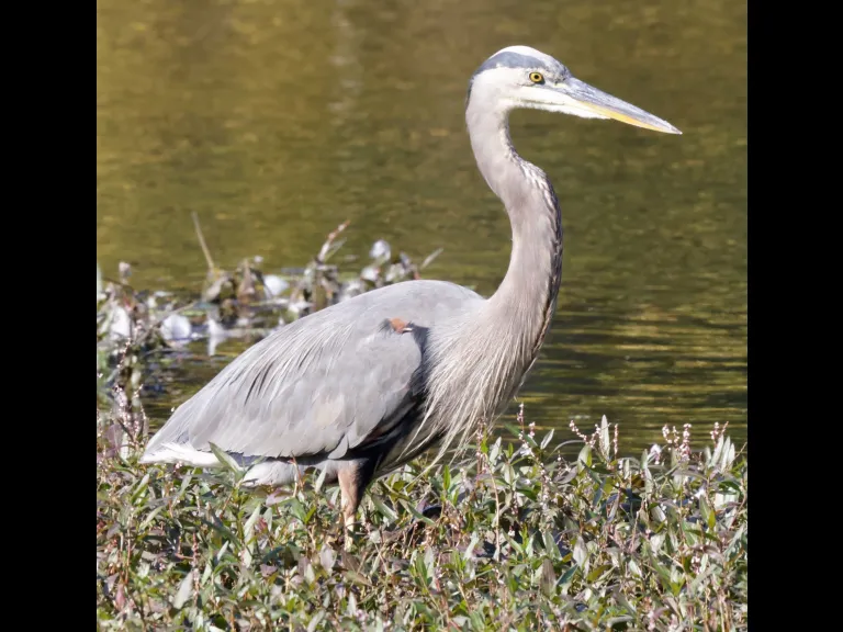 A great blue heron at Bruce's Pond in Hudson, photographed by Steve Forman.