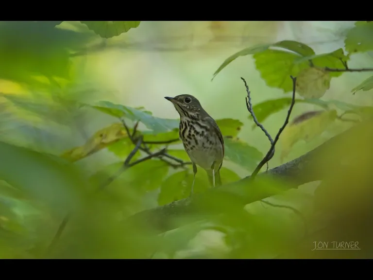 An ovenbird at Horse Meadows Knoll in Harvard, photographed by Jon Turner.