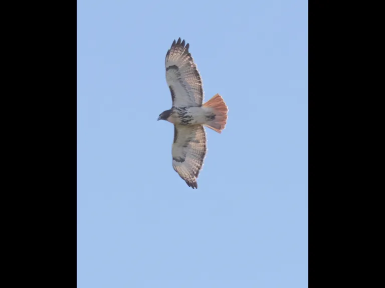 A red-tailed hawk at MacCallum Wildlife Management Area in Northborough, photographed by Steve Forman.