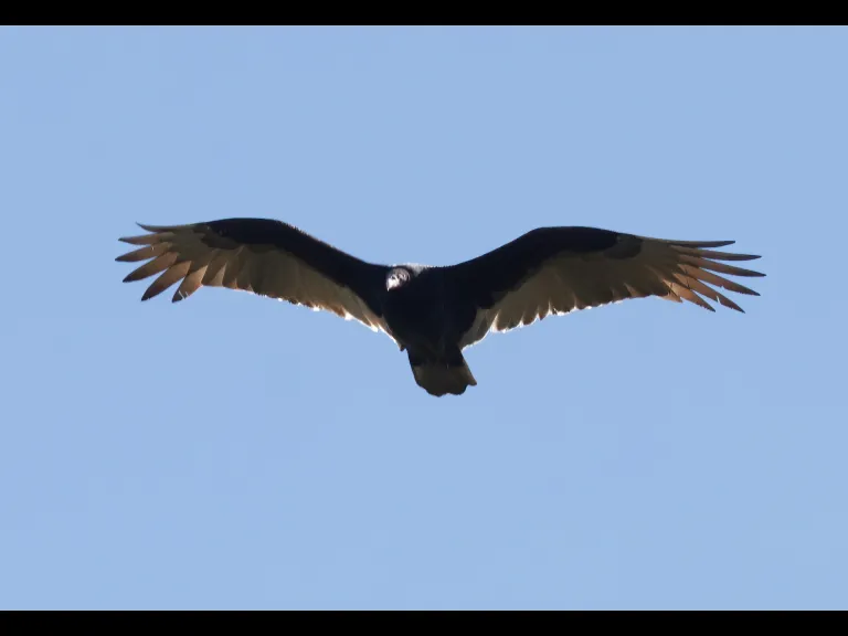 A turkey vulture at MacCallum Wildlife Management Area in Northborough, photographed by Steve Forman.