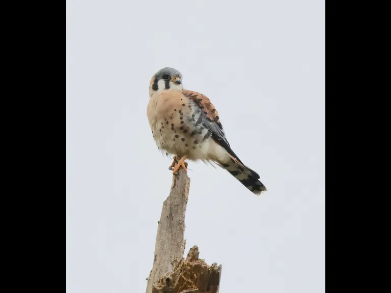 An American kestrel at Breakneck Hill Conservation Land in Southborough, photographed by Steve Forman.