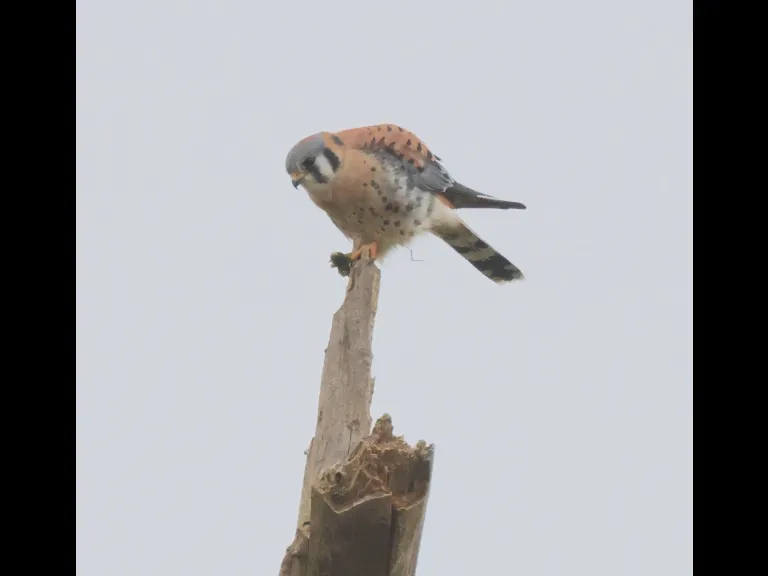 An American kestrel at Breakneck Hill Conservation Land in Southborough, photographed by Steve Forman.