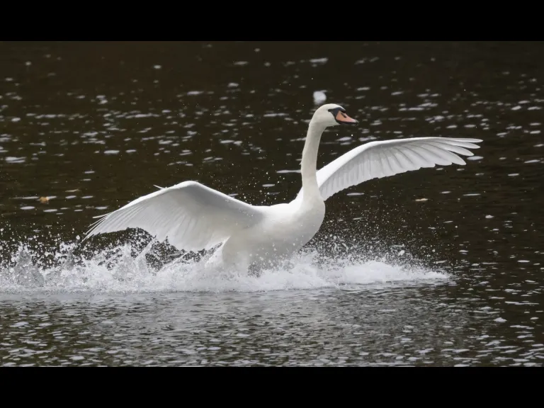 A mute swan at Hager Pond in Marlborough, photographed by Steve Forman.