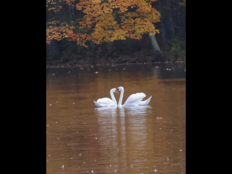 Mute swans at Hager Pond in Marlborough, photographed by Steve Forman.