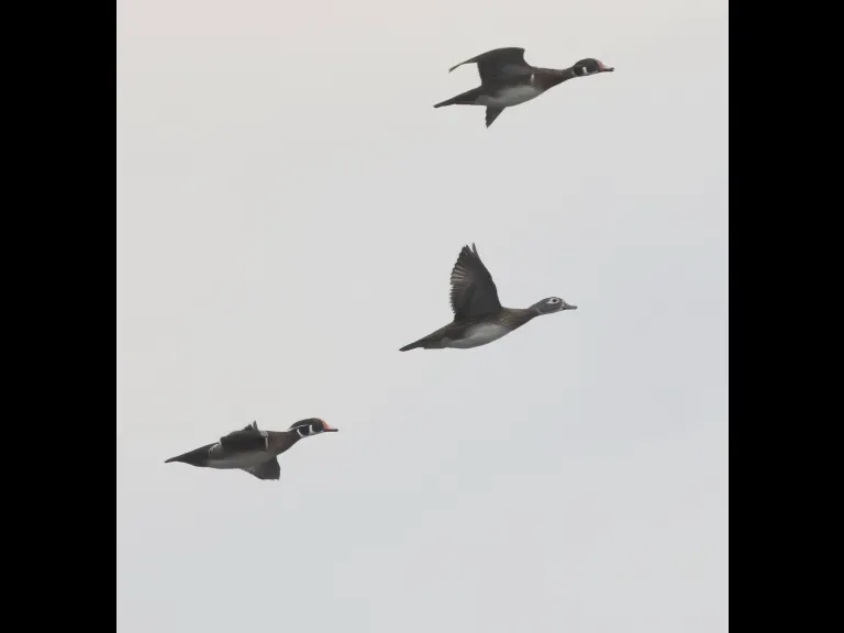 Wood ducks at Hager Pond in Marlborough, photographed by Steve Forman.