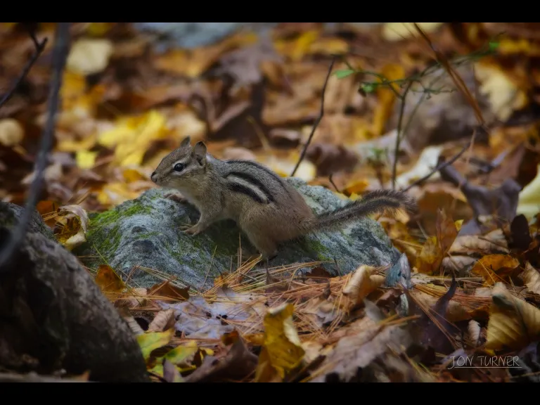 An eastern chipmunk in Bolton, photographed by Jon Turner.
