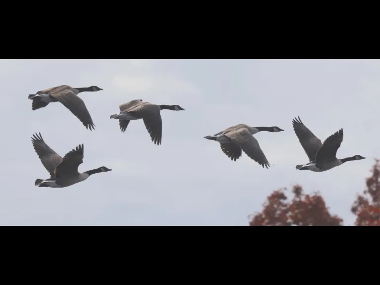 Canada geese at Hager Pond in Marlborough, photographed by Steve Forman.