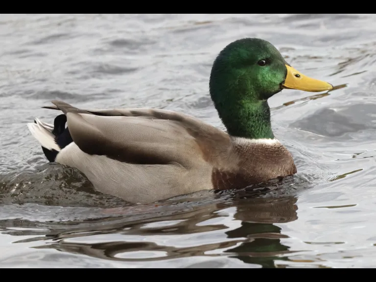 A mallard at Hager Pond in Marlborough, photographed by Steve Forman.