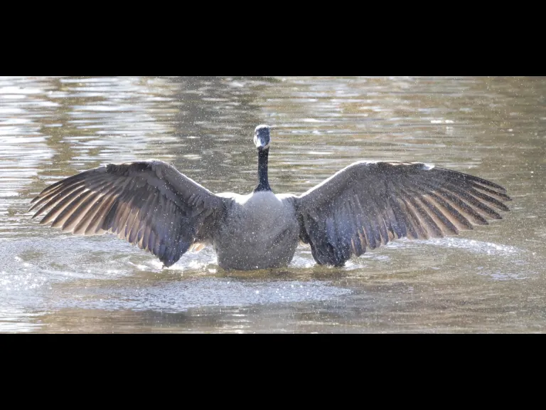 A Canada goose at Hager Pond in Marlborough, photographed by Steve Forman.