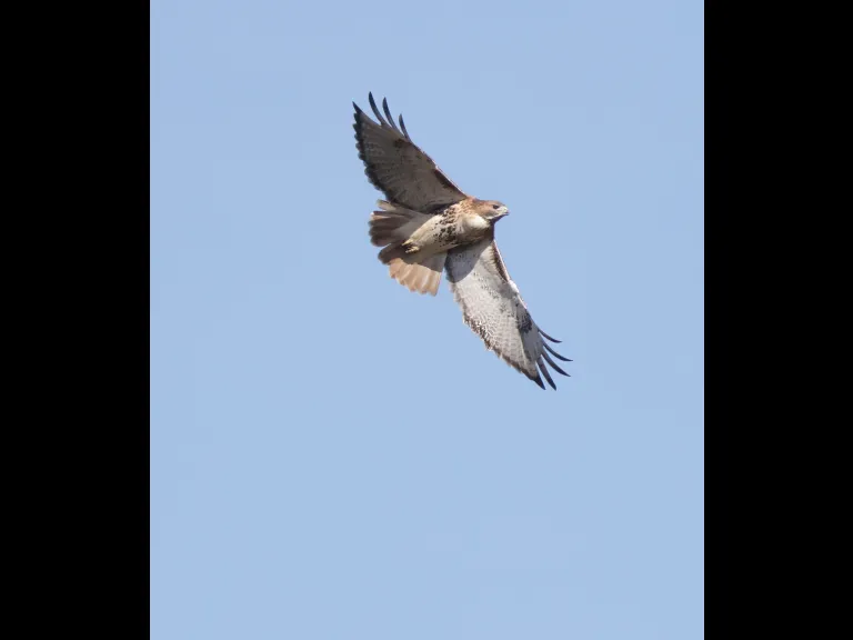 A red-tailed hawk at Breakneck Hill Conservation Land in Southborough, photographed by Steve Forman.