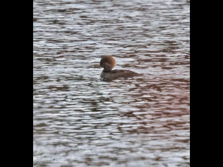 A hooded merganser at Hager Pond in Marlborough, photographed by Steve Forman.