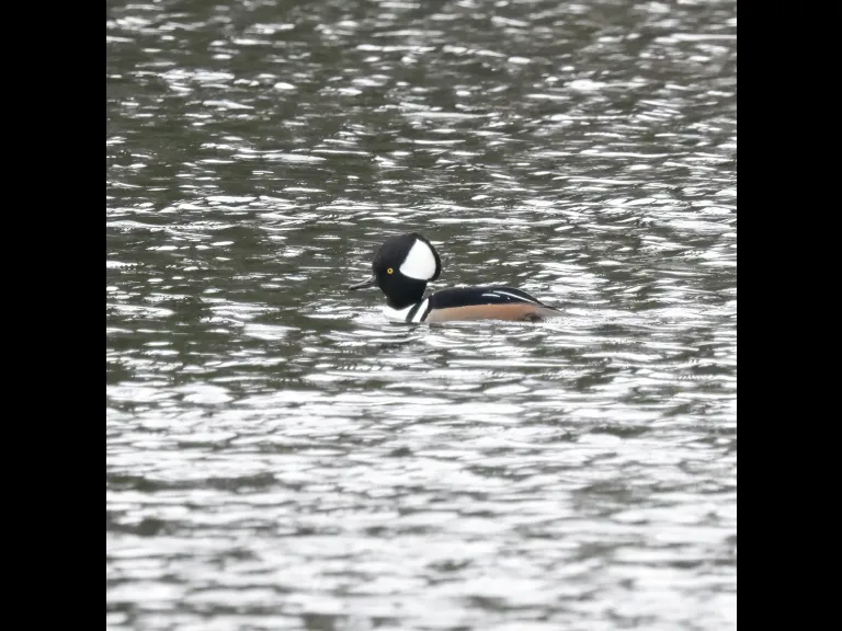 A hooded merganser at Hager Pond in Marlborough, photographed by Steve Forman.