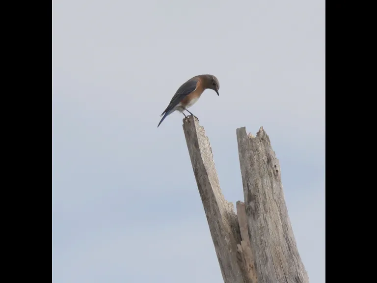 An eastern bluebird at Breakneck Hill Conservation Land in Southborough, photographed by Steve Forman.