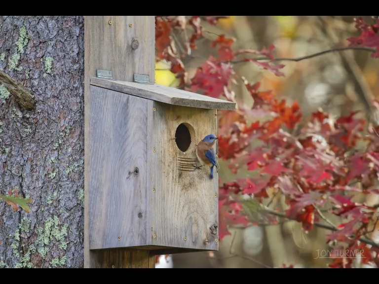 An eastern bluebird in Harvard, photographed by Jon Turner.