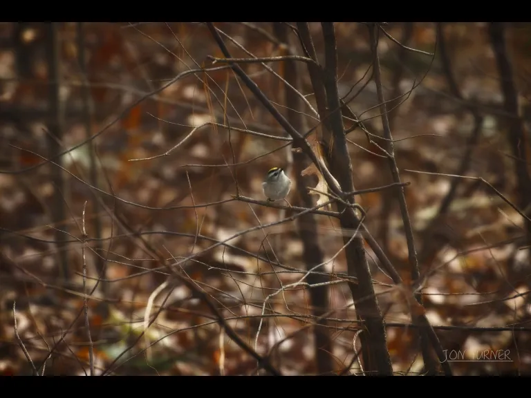 A golden-crowned kinglet in Harvard, photographed by Jon Turner.