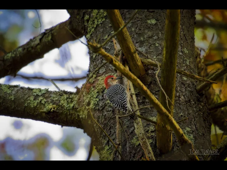 A red-bellied woodpecker in Harvard, photographed by Jon Turner.