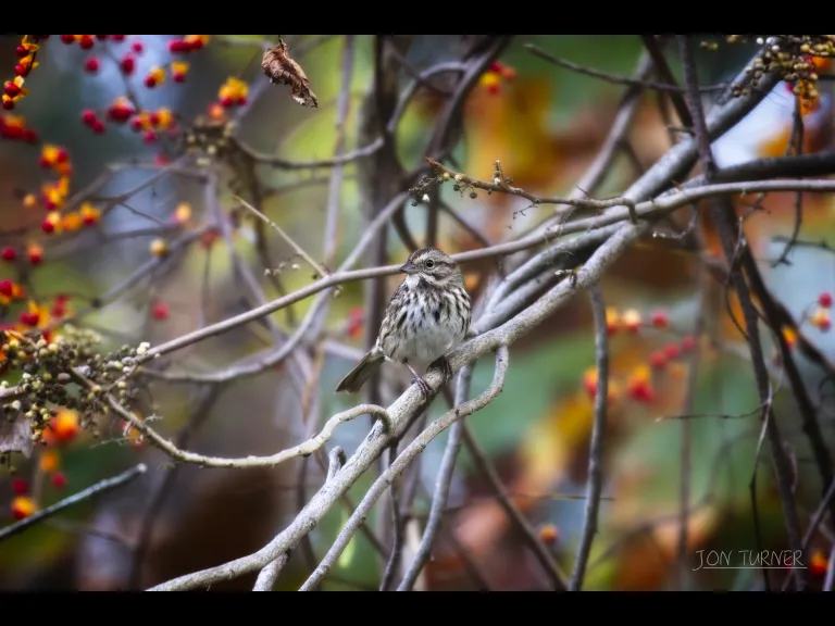 A song sparrow in Harvard, photographed by Jon Turner.