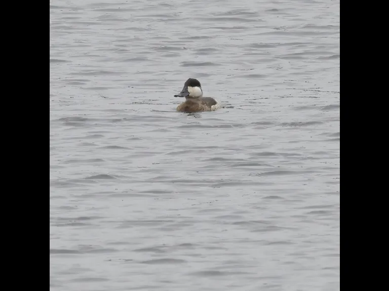 A ruddy duck on the Foss Reservoir in Framingham, photographed by Steve Forman.